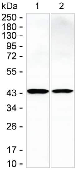 Invitrogen CAPG Monoclonal Antibody (K52030_15B12), Invitrogen:Antibodies:Primary