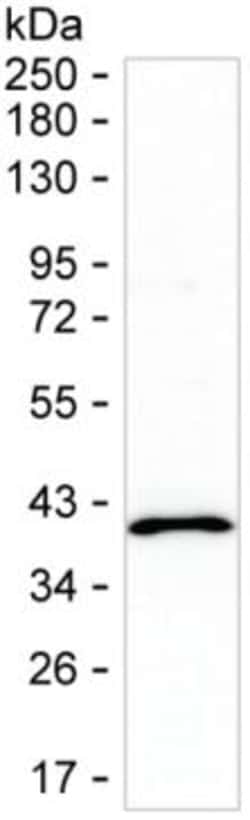 Invitrogen STX17 Monoclonal Antibody (K52003_13F1), Invitrogen 200 &mu;L;