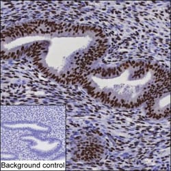 Invitrogen CHD4 Monoclonal Antibody (K49015_2G4), Invitrogen 200 &mu;L | Buy Online | Invitrogen&trade; | Fisher Scientific