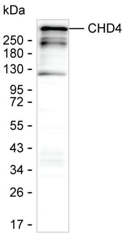 CHD4 Monoclonal Antibody (K49015_2G4), Invitrogen&trade;