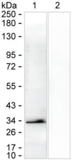Invitrogen CHOP Monoclonal Antibody (K49008_20C12), Invitrogen 50 &mu;L;