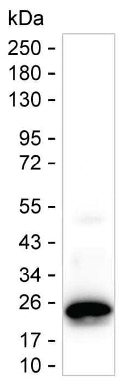 Invitrogen PPP1R14D Monoclonal Antibody (K49008_16C7), Invitrogen 50 &mu;g;