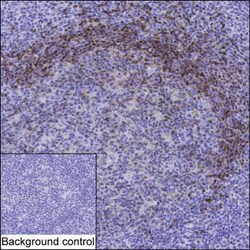 Invitrogen TCL1A Monoclonal Antibody (K40047_8H9), Invitrogen 200 &mu;L | Buy Online | Invitrogen&trade; | Fisher Scientific