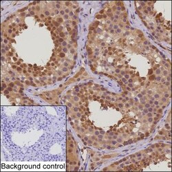 Invitrogen HSPA1A Monoclonal Antibody (K40046_8C11), Invitrogen 200 &mu;L | Buy Online | Invitrogen&trade; | Fisher Scientific