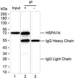 Invitrogen HSPA1A Monoclonal Antibody (K40046_8C11), Invitrogen 200 &mu;L | Buy Online | Invitrogen&trade; | Fisher Scientific