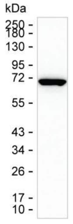 HSPA1A Monoclonal Antibody (K40046_8C11), Invitrogen&trade;