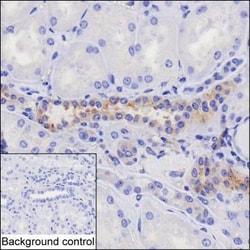 Invitrogen HIP1 Monoclonal Antibody (K40035_8D6), Invitrogen 200 &mu;L | Buy Online | Invitrogen&trade; | Fisher Scientific