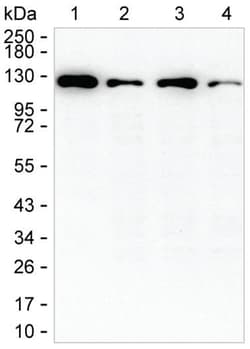 HIP1 Monoclonal Antibody (K40035_8D6), Invitrogen&trade;
