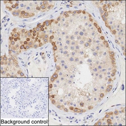 Invitrogen HERC5 Monoclonal Antibody (K29053_10C7), Invitrogen 200 &mu;L;