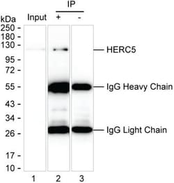 Invitrogen HERC5 Monoclonal Antibody (K29053_10C7), Invitrogen 200 &mu;L;
