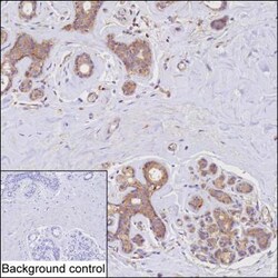 Invitrogen YES1 Monoclonal Antibody (K29051_19H1), Invitrogen:Antibodies:Primary