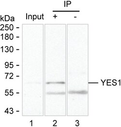 Invitrogen YES1 Monoclonal Antibody (K29051_19H1), Invitrogen:Antibodies:Primary
