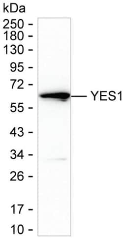Invitrogen YES1 Monoclonal Antibody (K29051_19H1), Invitrogen:Antibodies:Primary