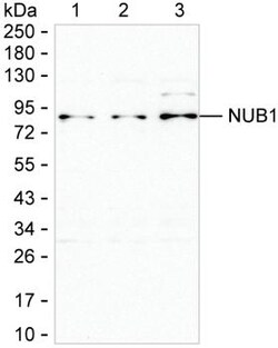Invitrogen NYREN18 Monoclonal Antibody (K24024_14E2), Invitrogen 50 &mu;L | Buy Online | Invitrogen&trade; | Fisher Scientific