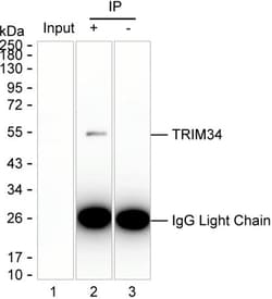 Invitrogen TRIM34 Monoclonal Antibody (K24023_3C6), Invitrogen:Antibodies:Primary