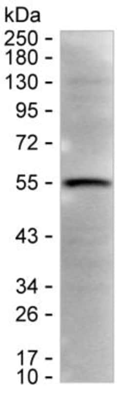 Invitrogen TRIM34 Monoclonal Antibody (K24023_3C6), Invitrogen:Antibodies:Primary