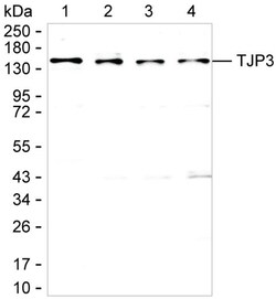Invitrogen ZO-3 Monoclonal Antibody (K24021_24G11), Invitrogen:Antibodies:Primary