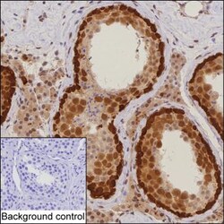 Invitrogen DNAJB6 Monoclonal Antibody (K24018_13E3), Invitrogen 200 &mu;L;