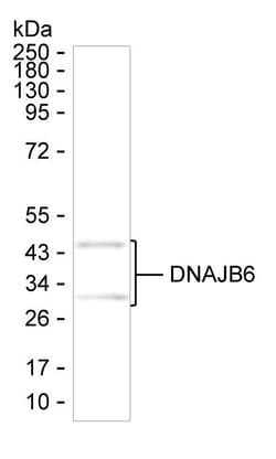 Invitrogen DNAJB6 Monoclonal Antibody (K24018_13E3), Invitrogen 200 &mu;L;