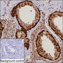 Invitrogen DNAJB6 Monoclonal Antibody (K24018_11G1), Invitrogen 200 &mu;L | Buy Online | Invitrogen&trade; | Fisher Scientific