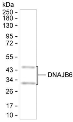 DNAJB6 Monoclonal Antibody (K24018_11G1), Invitrogen&trade;