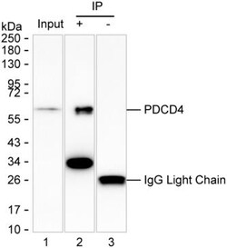 Invitrogen PDCD4 Monoclonal Antibody (K1E024_7A2), Invitrogen 50 &mu;L;