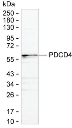 Invitrogen PDCD4 Monoclonal Antibody (K1E024_7A2), Invitrogen 50 &mu;L;
