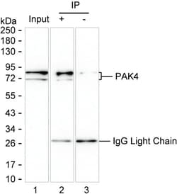 Invitrogen PAK4 Monoclonal Antibody (K1E023_12G11), Invitrogen 200 &mu;L;