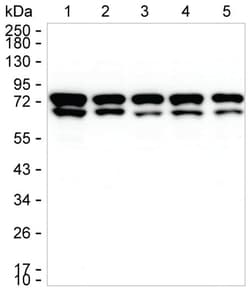 Invitrogen PAK4 Monoclonal Antibody (K1E023_12G11), Invitrogen 200 &mu;L;