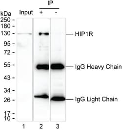 Invitrogen HIP1R Monoclonal Antibody (K1E009_9H2), Invitrogen 200 &mu;L;