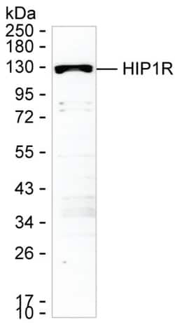 Invitrogen HIP1R Monoclonal Antibody (K1E009_9H2), Invitrogen 200 &mu;L;