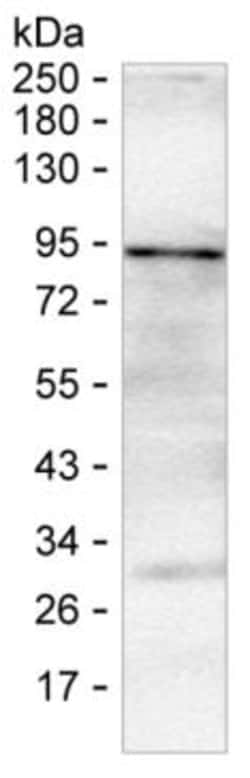 IL-16 Monoclonal Antibody (K1E006_5C3), Invitrogen&trade;