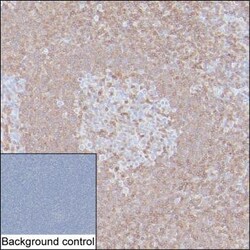 IL-16 Monoclonal Antibody (K1E006_3F11), Invitrogen&trade;