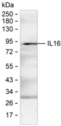 IL-16 Monoclonal Antibody (K1E006_3F11), Invitrogen&trade;