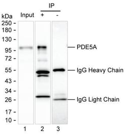 Invitrogen PDE5 Monoclonal Antibody (K1E005_13D12), Invitrogen:Antibodies:Primary
