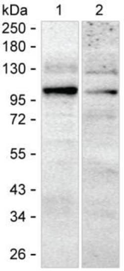 Invitrogen PDE5 Monoclonal Antibody (K1E005_13D12), Invitrogen:Antibodies:Primary