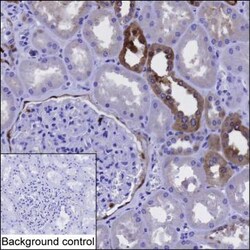 Invitrogen Annexin A3 Monoclonal Antibody (K16266_5D12), Invitrogen:Antibodies:Primary