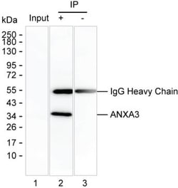 Invitrogen Annexin A3 Monoclonal Antibody (K16266_5D12), Invitrogen:Antibodies:Primary