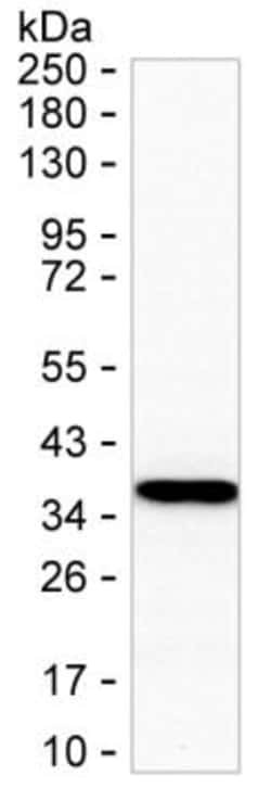 Invitrogen Annexin A3 Monoclonal Antibody (K16266_5D12), Invitrogen:Antibodies:Primary