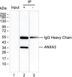 Invitrogen Annexin A3 Monoclonal Antibody (K16266_20H11), Invitrogen 50