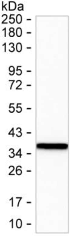 Invitrogen Annexin A3 Monoclonal Antibody (K16266_20H11), Invitrogen 50