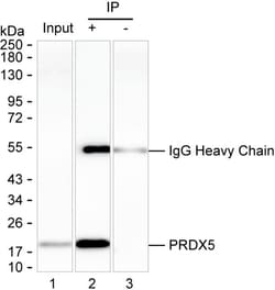 Invitrogen PRDX5 Monoclonal Antibody (K16265_6D9), Invitrogen:Antibodies:Primary