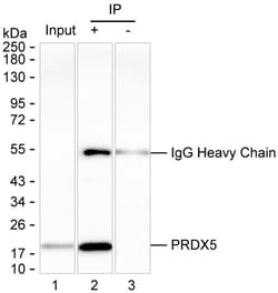 Invitrogen PRDX5 Monoclonal Antibody (K16265_10E10), Invitrogen 50 &mu;L;