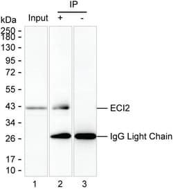 Invitrogen PECI Monoclonal Antibody (K16256_4D6), Invitrogen 200 &mu;L | Buy Online | Invitrogen&trade; | Fisher Scientific