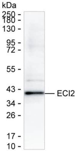 Invitrogen PECI Monoclonal Antibody (K16256_4D6), Invitrogen 200 &mu;L | Buy Online | Invitrogen&trade; | Fisher Scientific
