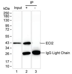 Invitrogen PECI Monoclonal Antibody (K16256_1E9), Invitrogen 50 &mu;L;