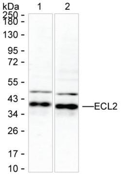 Invitrogen PECI Monoclonal Antibody (K16256_1E9), Invitrogen 50 &mu;L;