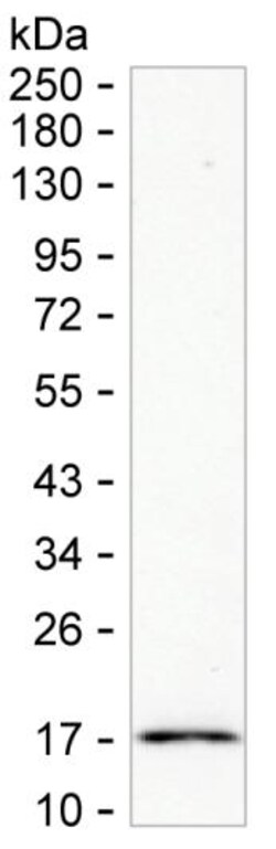 Invitrogen BCL2L15 Monoclonal Antibody (K06343_5E8), Invitrogen 200 &mu;L;