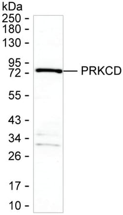 Invitrogen PKC delta Monoclonal Antibody (K06341_6F1), Invitrogen 50 &mu;L;