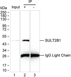 Invitrogen SULT2B1 Monoclonal Antibody (K06341_3C4), Invitrogen 200 &mu;L | Buy Online | Invitrogen&trade; | Fisher Scientific
